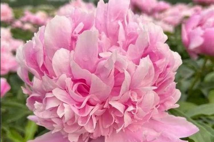 芍药施复合肥可以吗