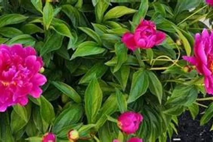 石英石做整体橱柜台面多少钱一米？