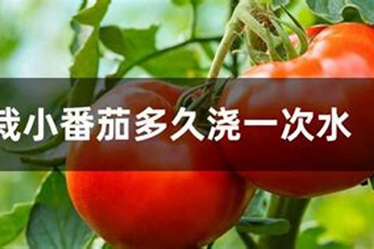 西红柿什么时候施肥最好