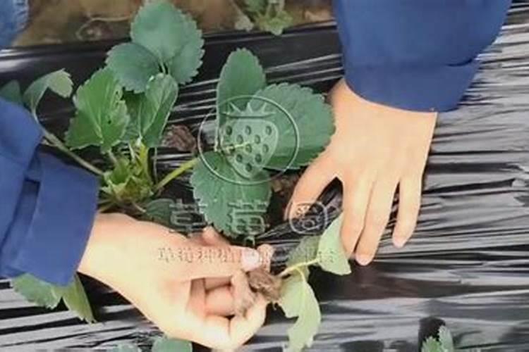 地里种草莓方法