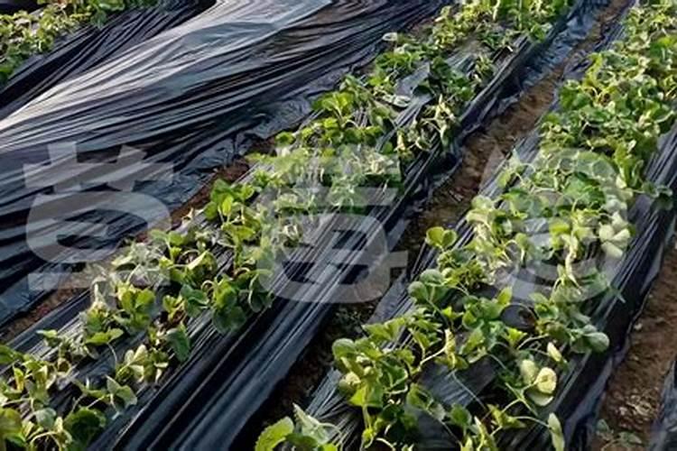 大地草莓刚蒙完地膜怎样施肥