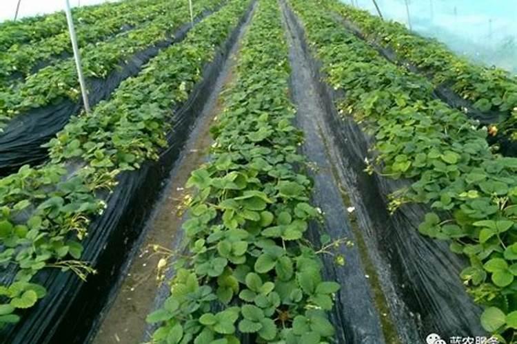 草莓开花时怎样施农家肥