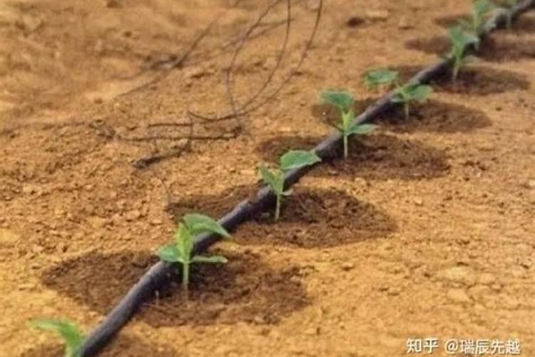 草莓现雷可以滴灌流体硼吗？
