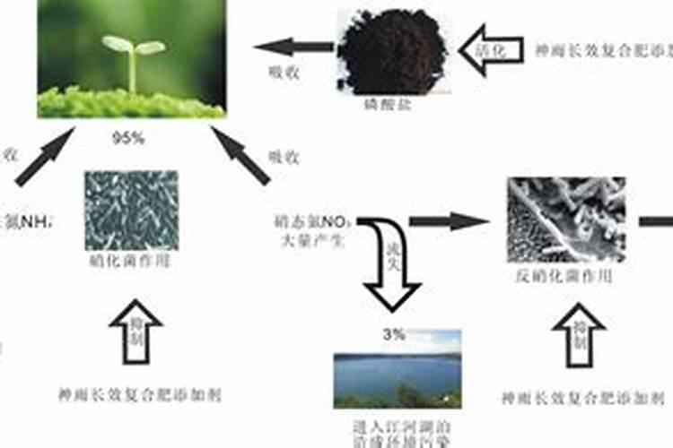 金钱树叶子怕水吗(金钱树叶子能喷水吗)