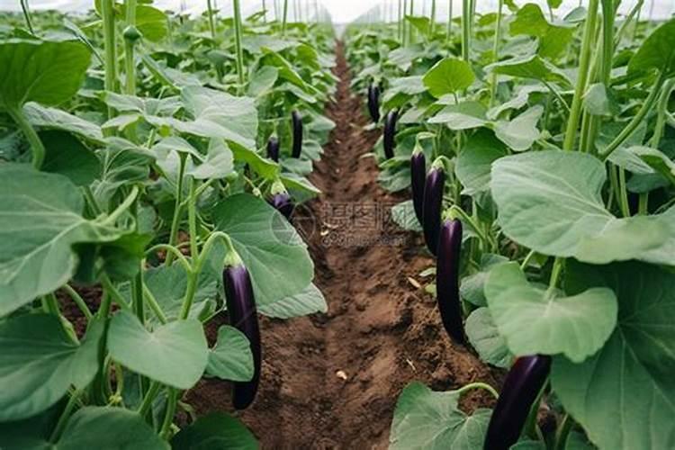 大棚茄子该如何施肥？选对种子施好肥,茄子优质高产不是梦