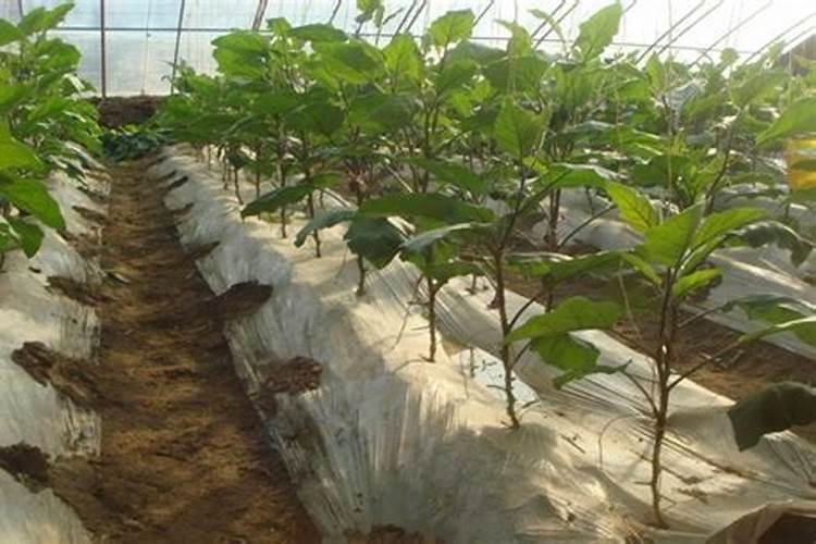 茄子什么时候施肥,茄子施肥技术