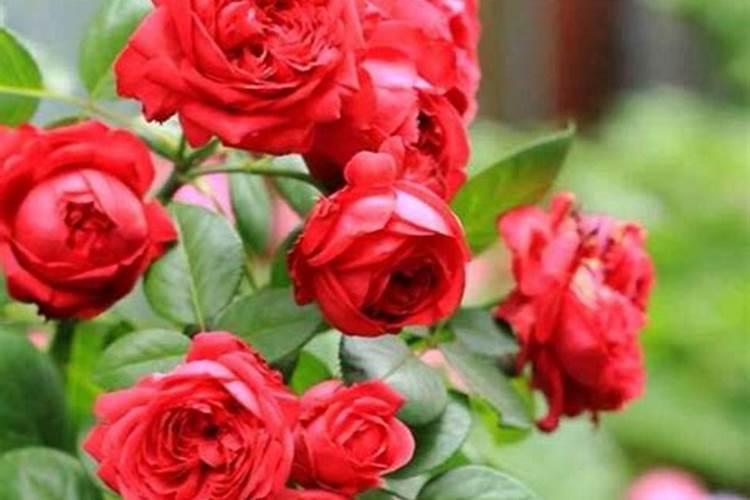 木本植物怎样生根快 木本植物生根快方法