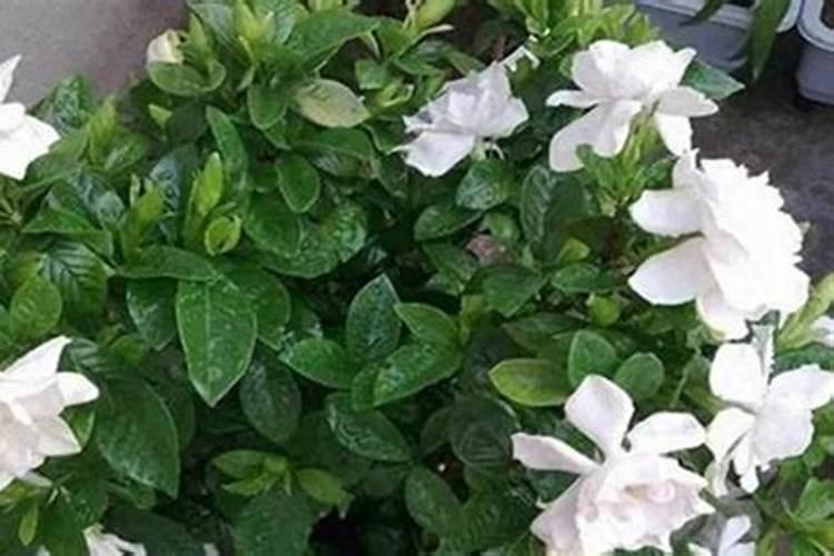 豆角喷了啶虫脒24小时之后可以吃吗？