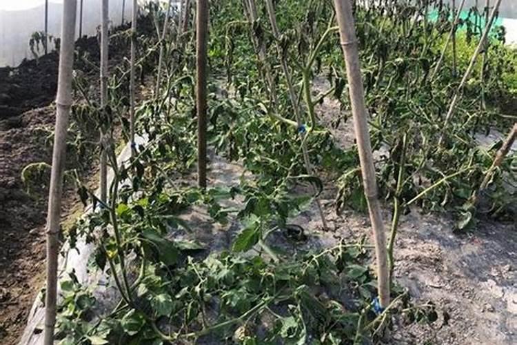 植物的老叶枯黄,新叶绿油油,应施什么肥