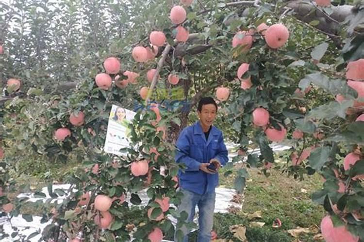 冲施肥用什么钾肥好