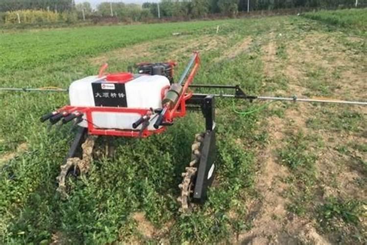 魔芋出苗后施什么肥