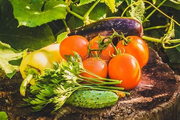 山东最好的水溶肥公司