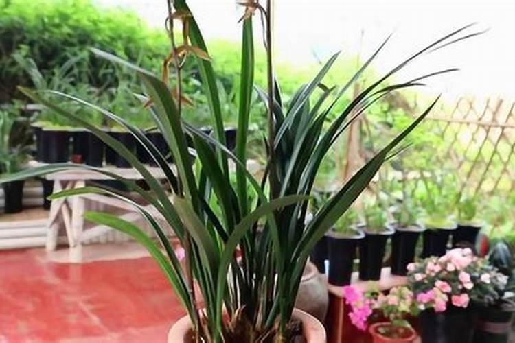 兰草花怎么养殖才开花