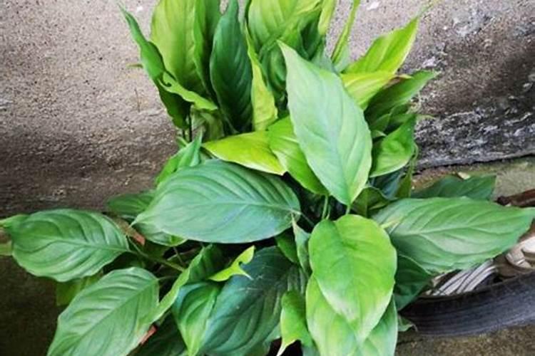 烤烟种植技术与方法
