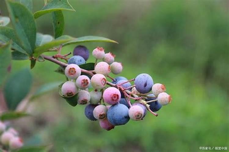 用芸苔素兑水加拌种剂拌大蒜种可以吗？有哪些好处？