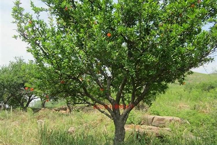 丝瓜第一次施肥什么时候 追肥时间与方法