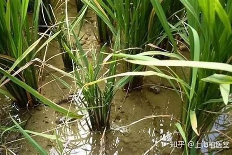 水稻发黄不长是生病了,还是缺少肥