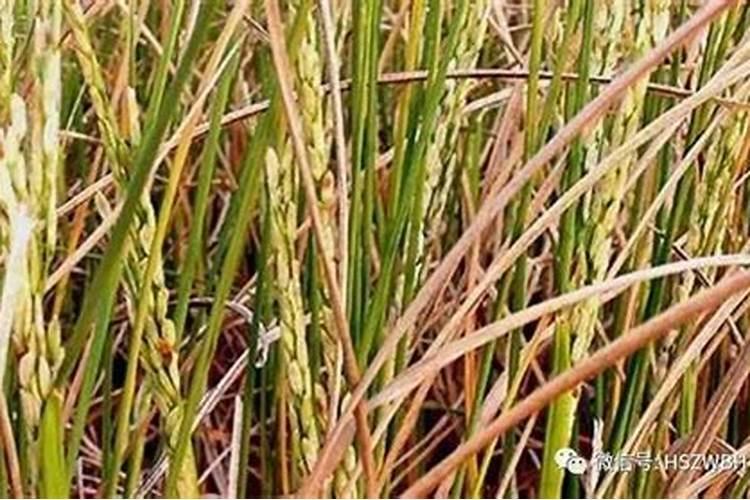 种茄子辣椒用什么做底肥好