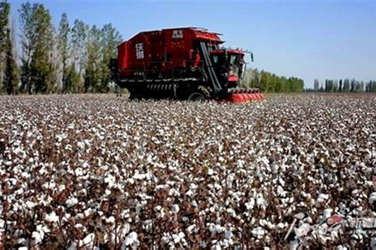 芒果树为什么不开花