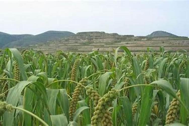 谷孑叶面肥氮肥什么时侯喷？酸二氢钾什么时候喷