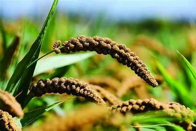 花生打芸乐收几天打一次谷子？