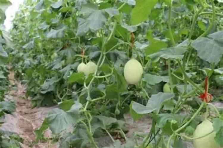 辣椒主要施什么肥,施肥方法,注意事项