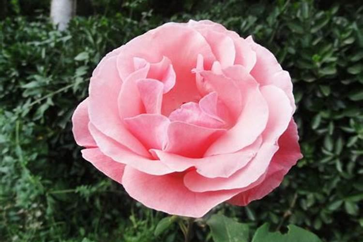 如何使用脱叶剂？