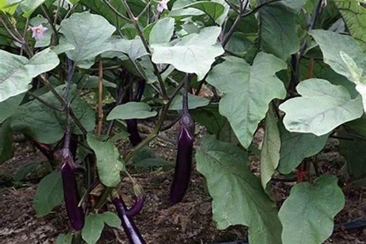 种玉米用什么化肥最好？