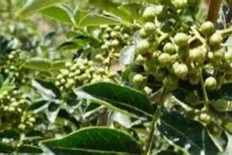 大蒜浸种用什么药好