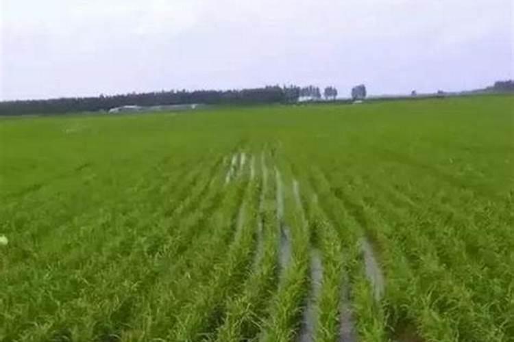 磷肥和钙肥能一起用吗 磷肥是酸性还是碱性的