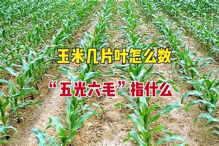 玉米用什么叶面肥效果好？