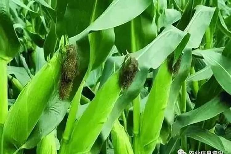 玉米几个叶追肥最佳时期