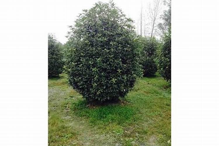 北方芥菜开花时间