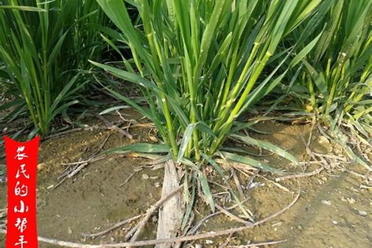 施肥后下雨还有效吗