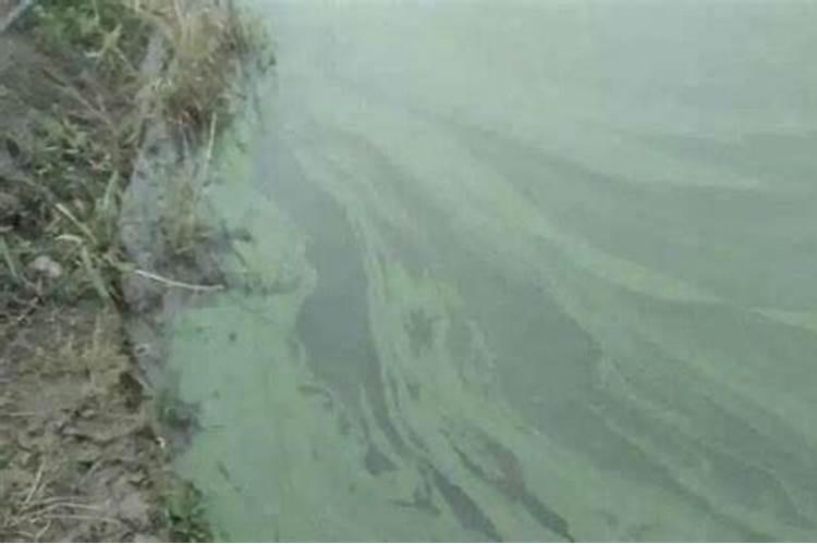 长寿花夏天怎么浇水