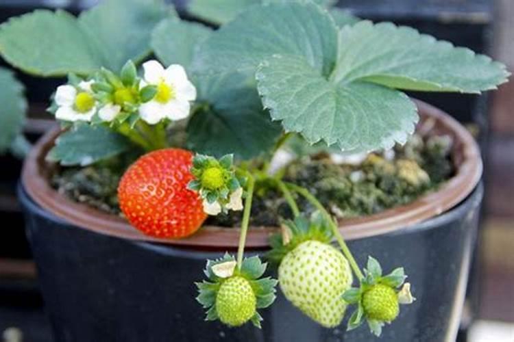 草莓开花结果期施什么肥