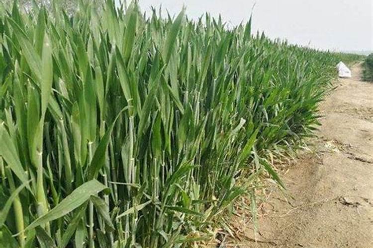 在种植香蕉树时是用种子育苗还是通过其他方法