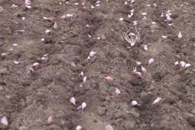 盈丰938玉米种棒子太小怎么回事