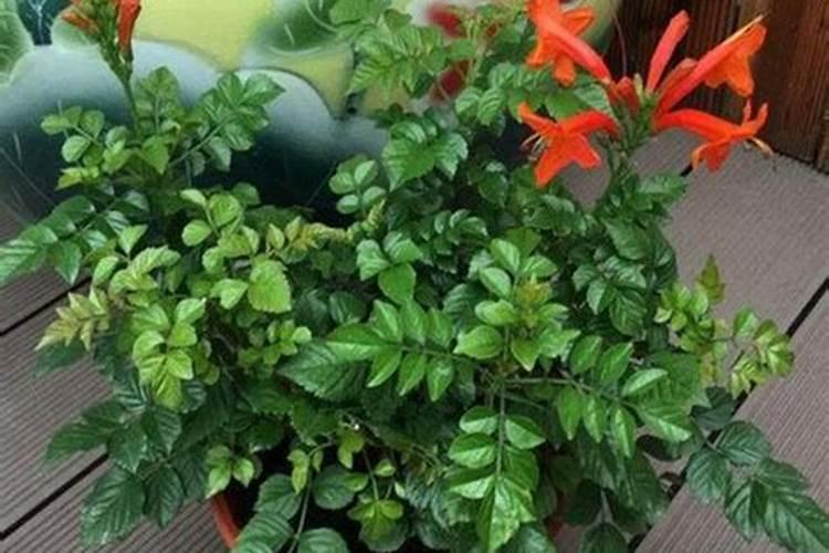 凌霄花施肥过多怎么办,什么时候施肥