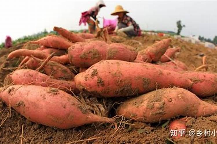 红薯用什么肥料才能高产？让红薯产量高的肥料推荐