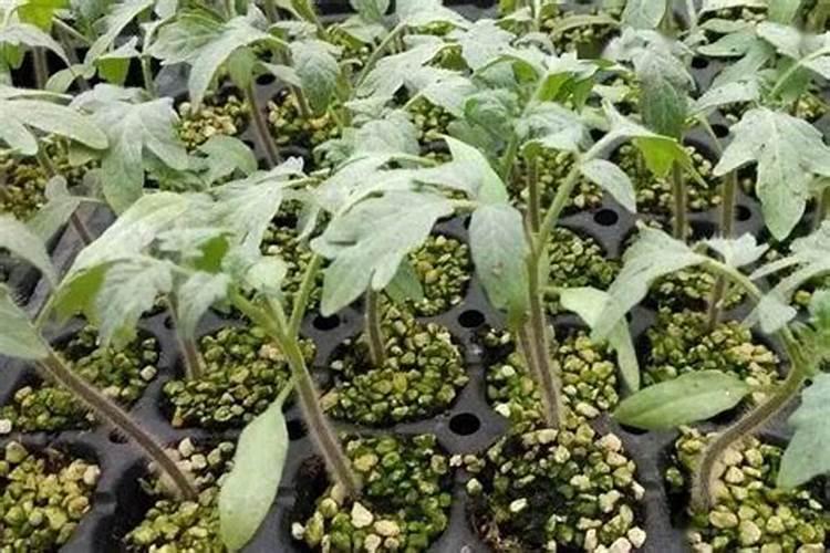 芸苔素内酯开花期能打吗