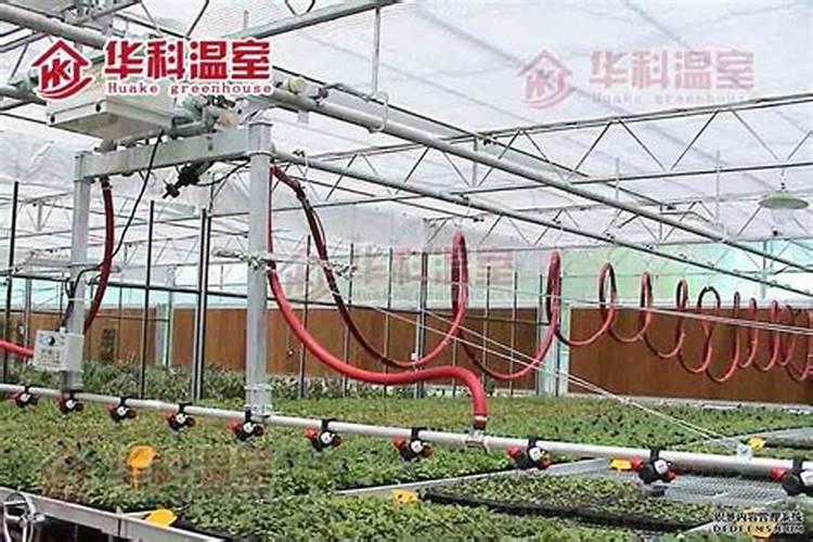 大棚甜瓜坐果以后用什么肥料？
