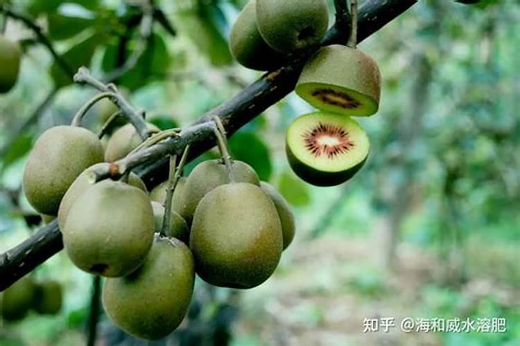种花用的氮肥和钾肥各指什么？