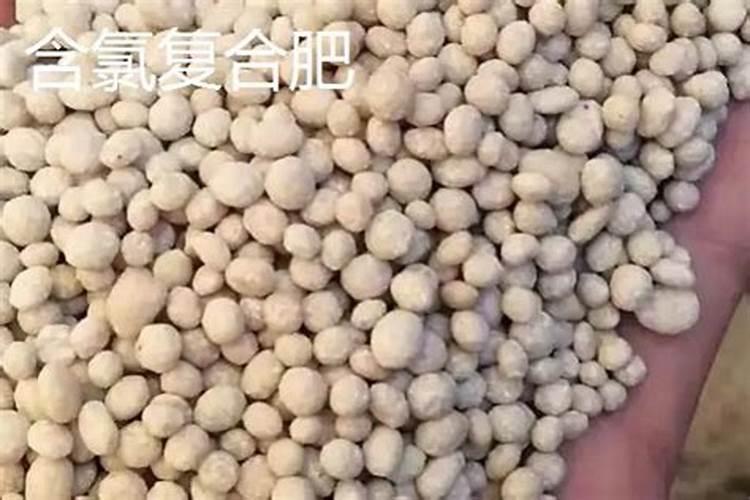 氯化钾复合肥能载四季豆吗？