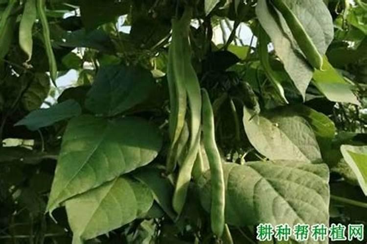 四季豆用什么肥料最好