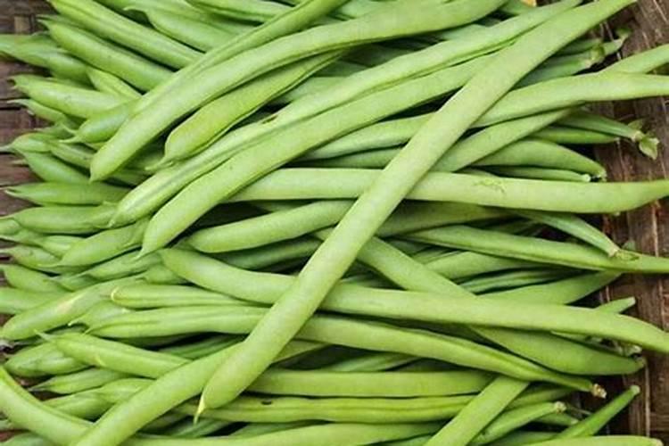 四季豆用什么肥料最好