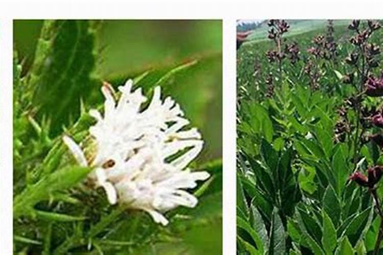 苍术的养殖方法和注意事项