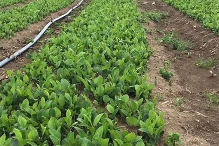 苍术的种植方法与技术 苍术种植的注意事项