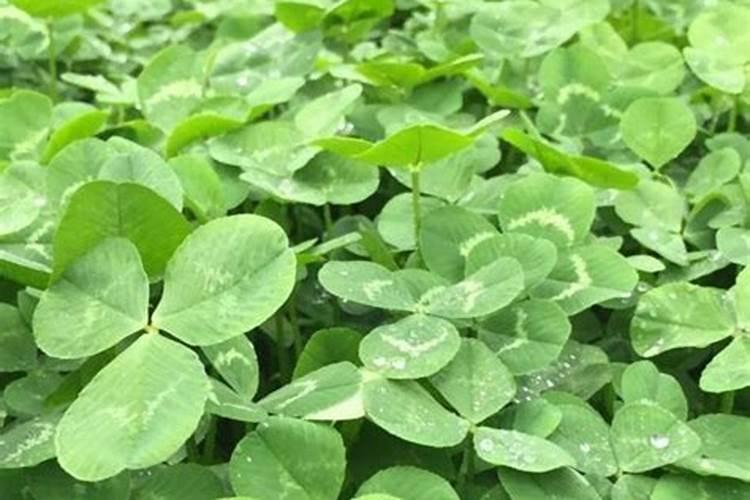 花生后期追肥使用什么肥料,什么时候追肥合适