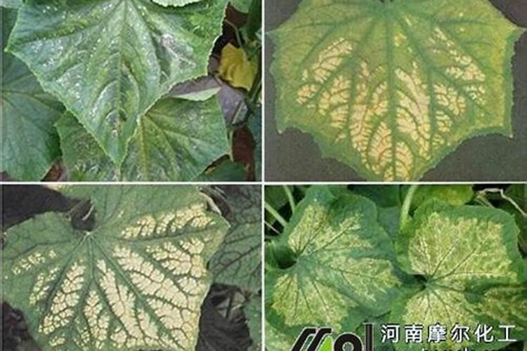 黄瓜追肥,怎么使用可以减少肥害？